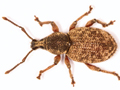Otiorhynchus singularis